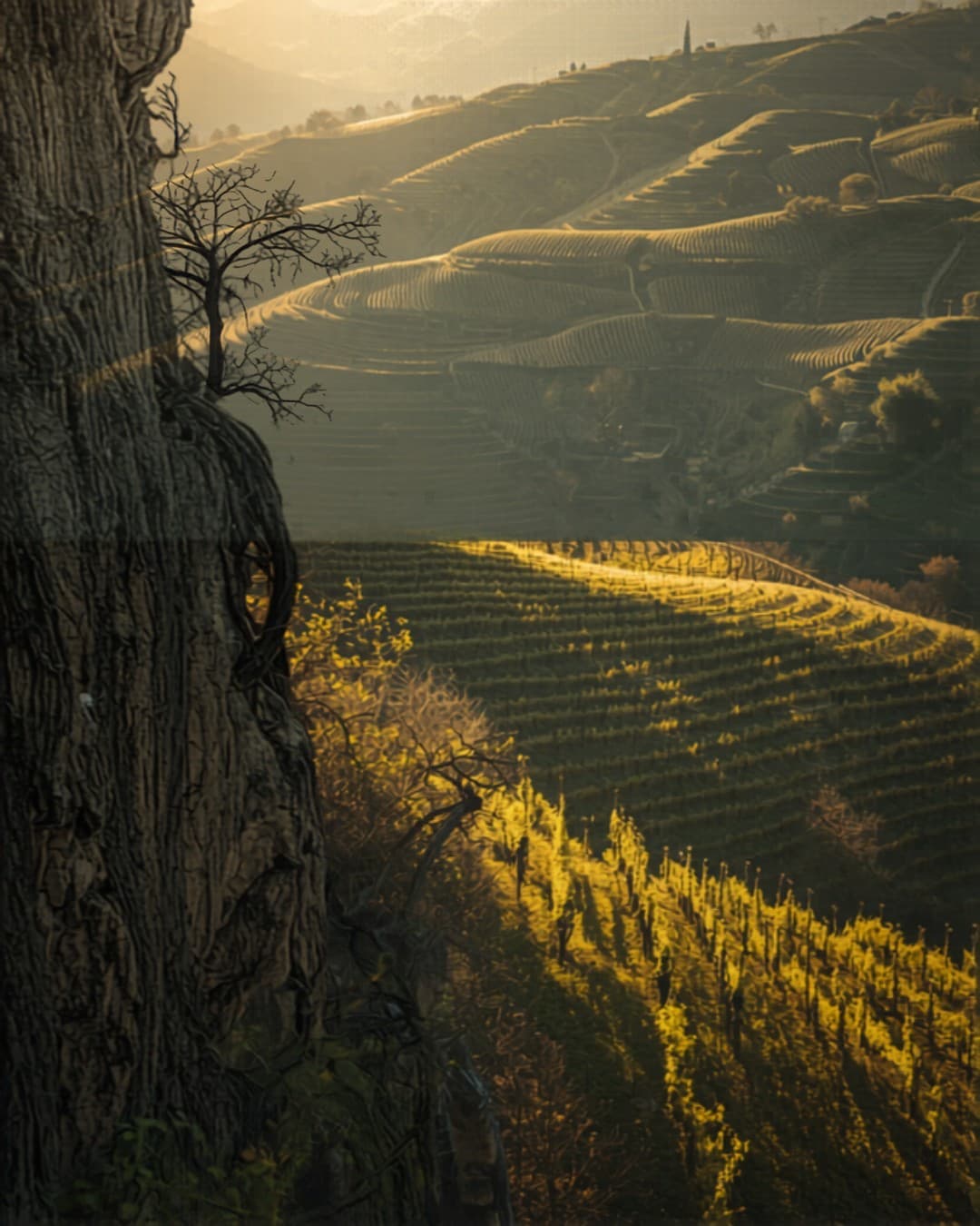 Bierzo – Spaniens svala nordväst
