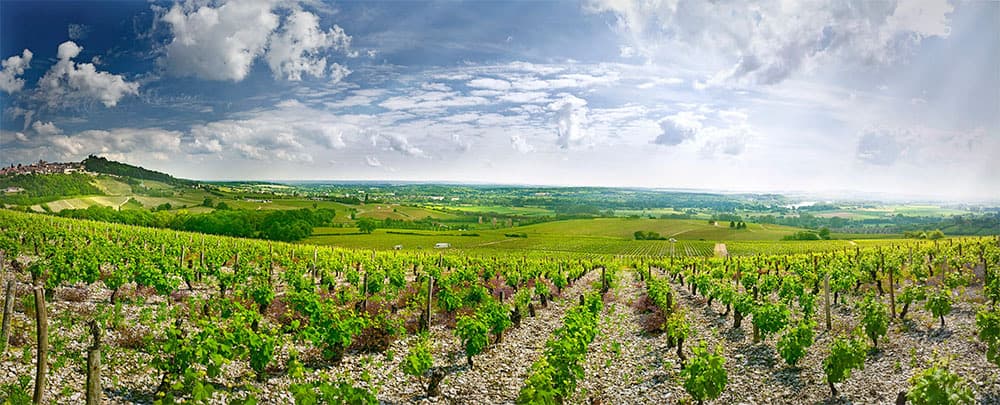 Chanel Gitton – Sancerre & Pouilly-Fumé