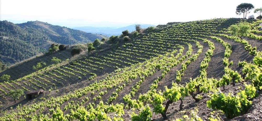 Dominik Huber – Terroir al Límit & Terroir Sense Fronteres