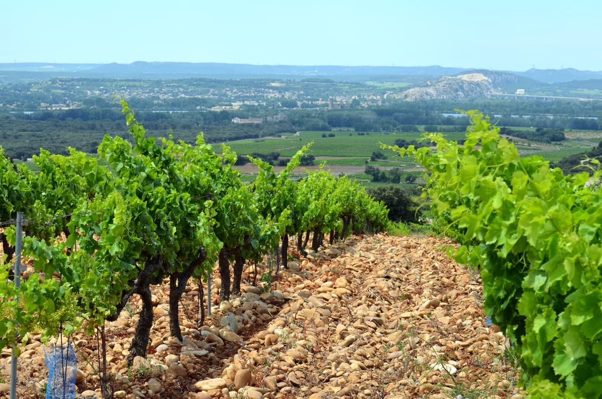 Xavier Vignon – en resa genom södra Rhône